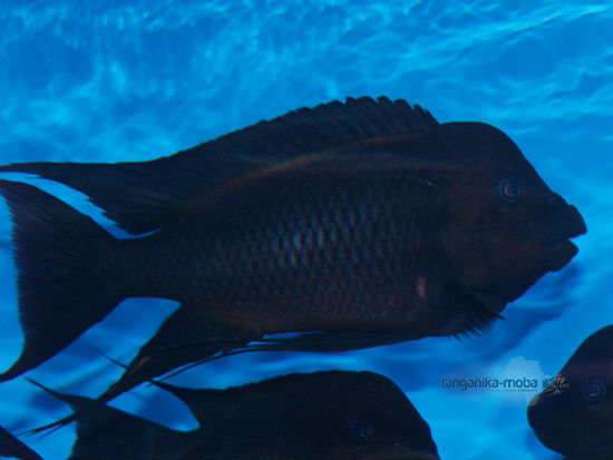 Petrochromis trewavasae