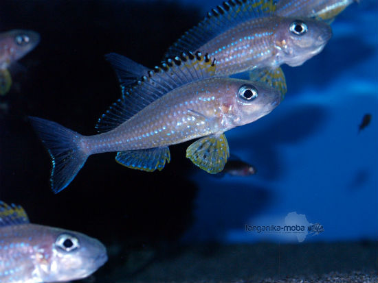 Xenotilapia papillio Kanoni