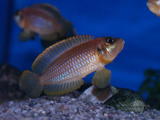 Lamprologus ocellatus gold