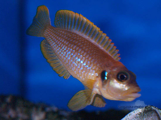 Lamprologus ocellatus gold