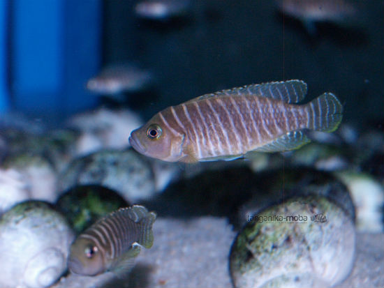 lamprologus similis