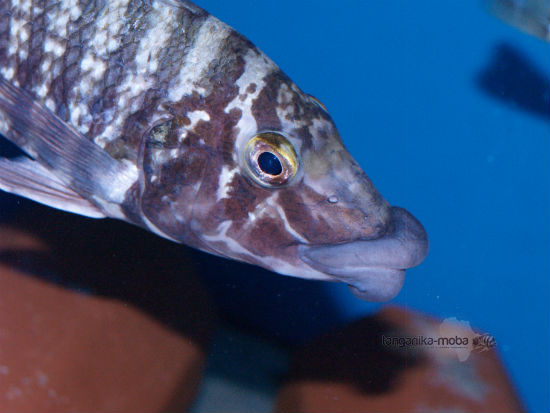 Lobochilotes Labiatus