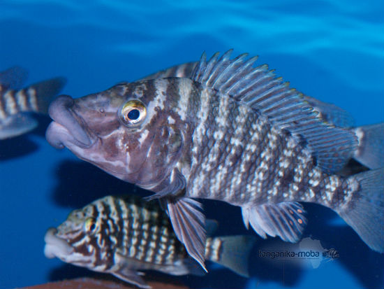 Lobochilotes Labiatus