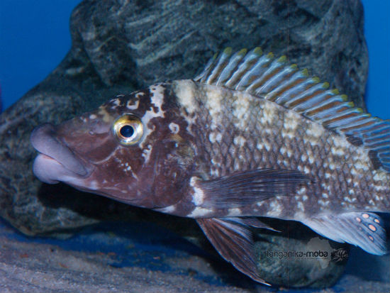 Lobochilotes Labiatus