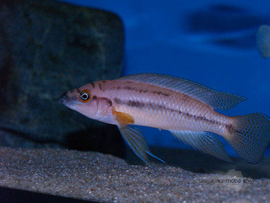 Neolamprologus bifasciatus