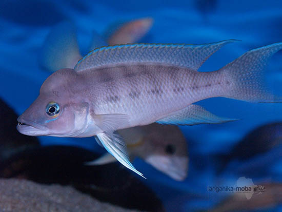 Neolamprologus longicaudatus Kavala