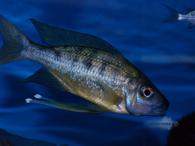 Ophtalmotilapia nasuta mucosa samec