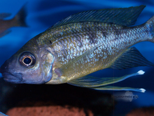 Ophtalmotilapia nasuta mucosa