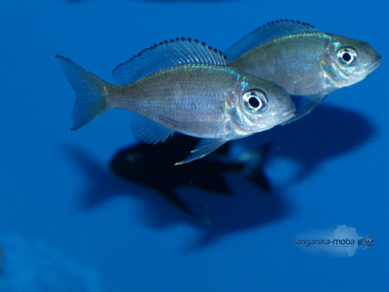 Opthalmotilapia boops nkodwe