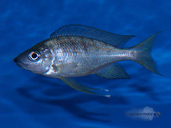 Ophthalmotilapia nasuta mucosa