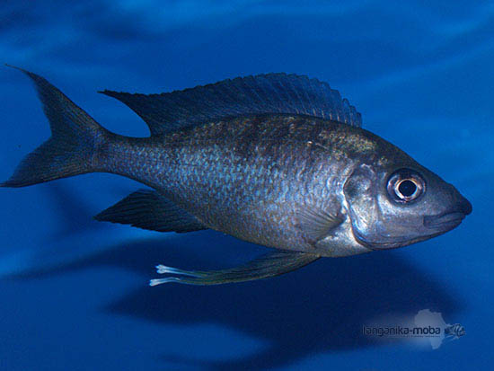 Ophthalmotilapia nasuta mucosa