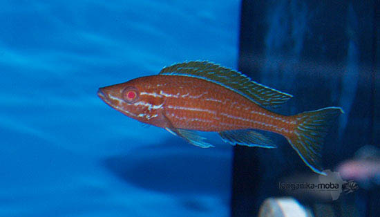 Paracyprichromis nigripinnis blue neon albino