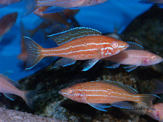 Paracyprichromis nigripinnis blue neon albino