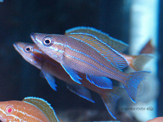 Paracyprichromis nigripinnis blue neon