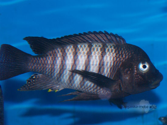 petrochromis famula kaiser