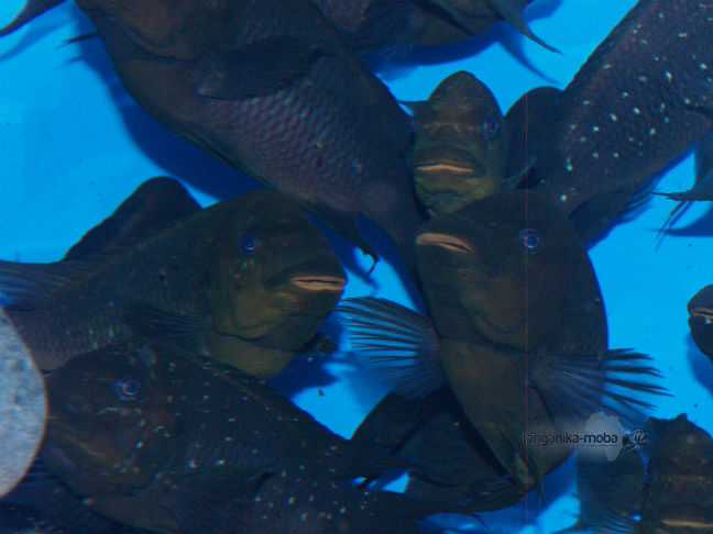 Petrochromis Trewavasae