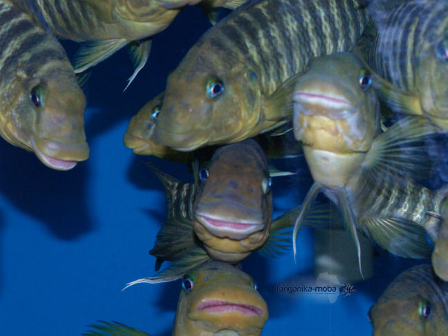 Petrochromis macrognathus Katumbi point