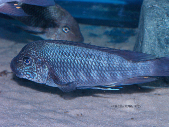 Petrochromis taxas Bulu Point samec