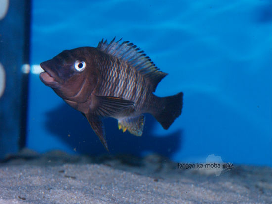 Petrochromis famula Luagala