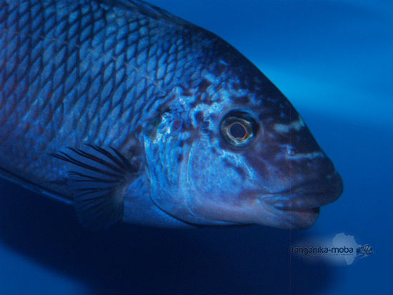 Petrochromis sp. texas Longola