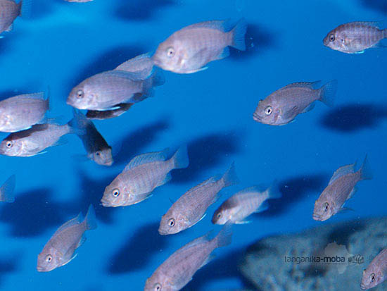 Petrochromis sp. red  Bulu point