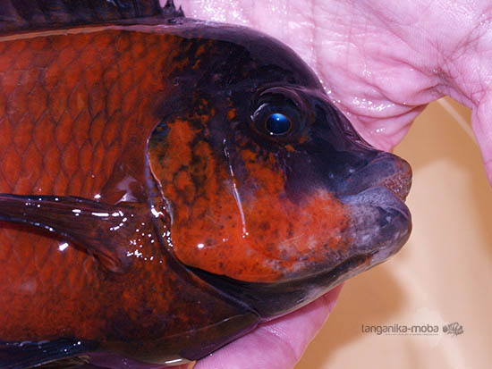 Detailný pohľad na Petrochromis sp. red  Bulu point v mojich rukách