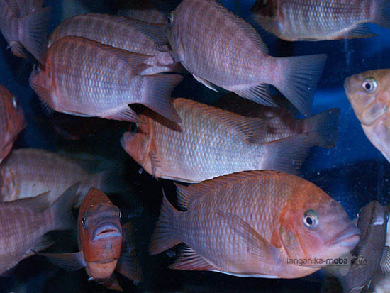 Petrochromis sp. red  Bulu point