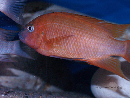 Petrochromis sp. red  Bulu point