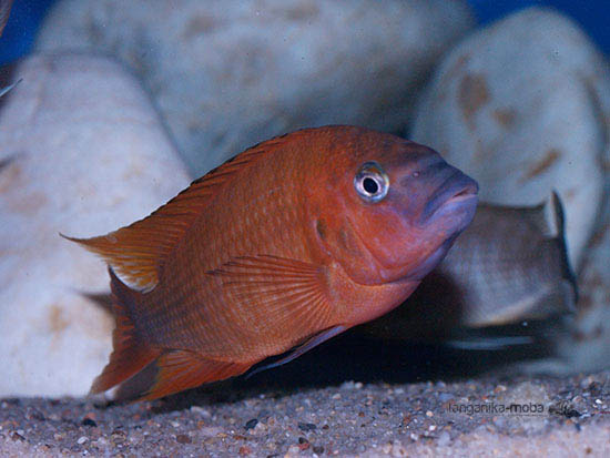 Petrochromis sp. red  Bulu point