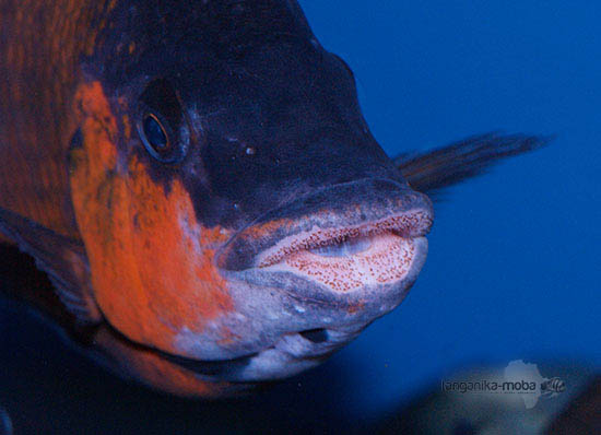 Petrochromis sp. red  Bulu point