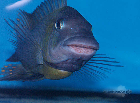 Petrochromis polyodon chinga