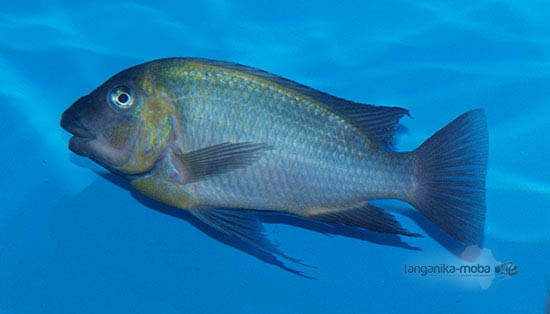 Petrochromis polyodon chinga