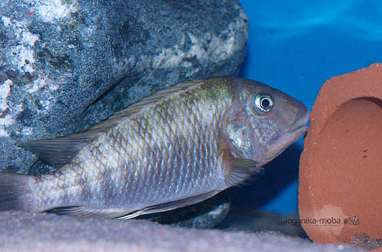 Petrochromis polyodon chinga