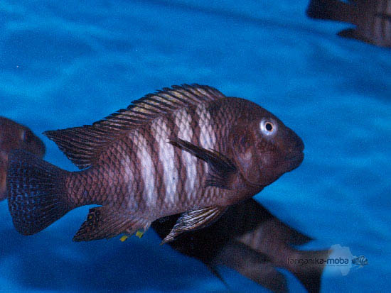 Plávajúca ryba Petrochromis famula kaiser