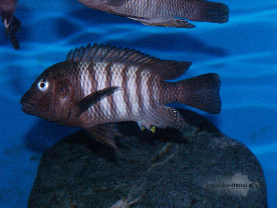 Petrochromis famula kaiser