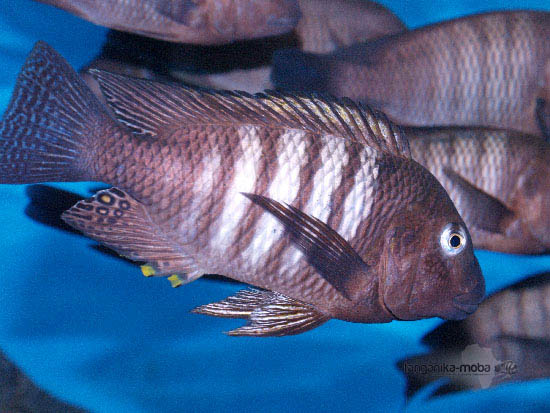 Petrochromis famula kaiser v plnej kráse