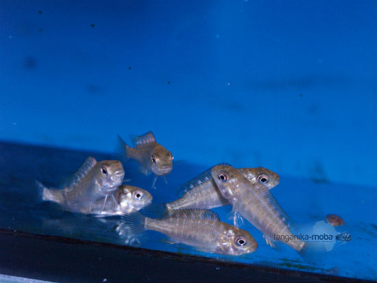 Petrochromis blue giant Fulwe Rock-young