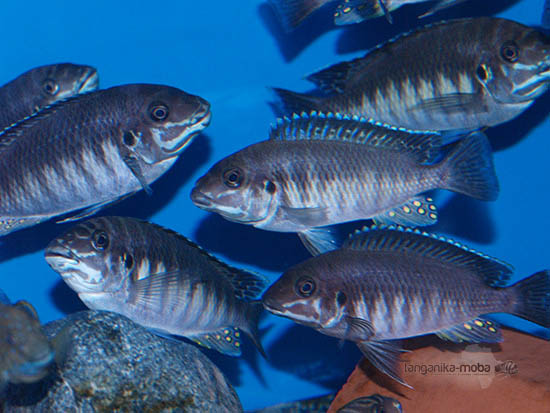 Petrochromis orthognathus Ikola