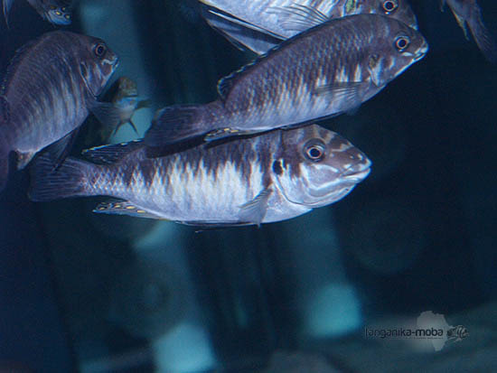 Petrochromis orthognathus Ikola