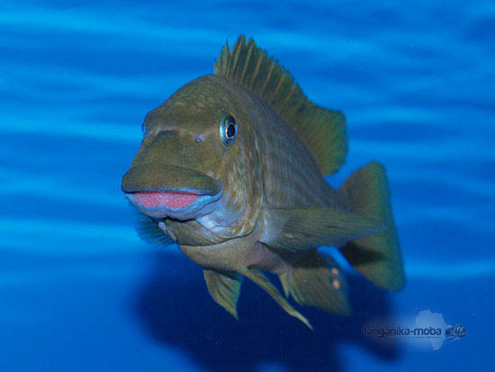 Petrochromis macrognathus Katete