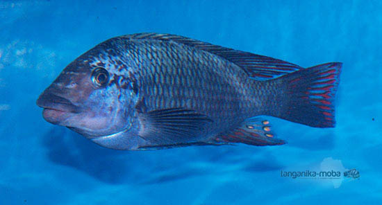 Petrochromis sp. texas Longola