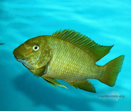 Petrochromis macrognathus katete