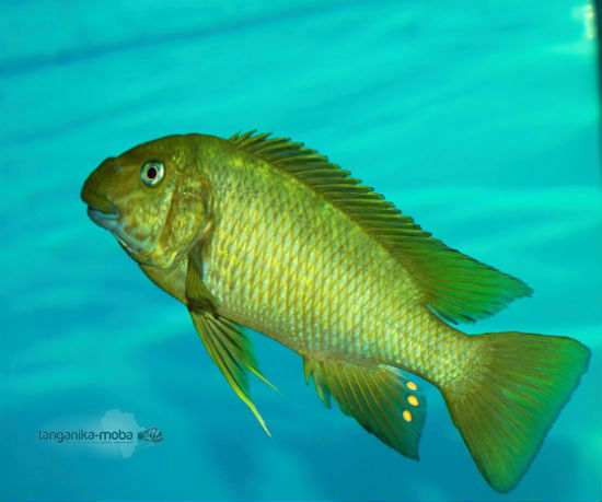 Petrochromis macrognathus Katete