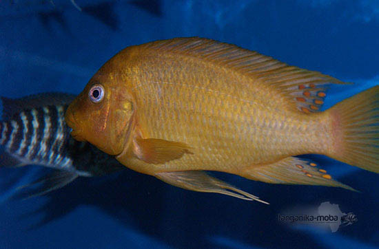 Petrochromis sp. moshi yellow