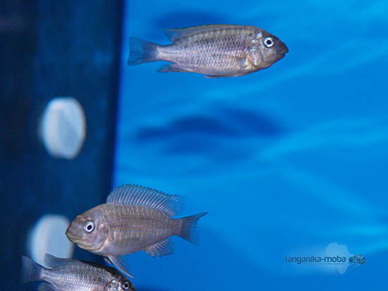 Malá ryba Petrochromis sp. moshi yellow