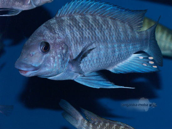 Petrochromis blue giant Fulwe Rock