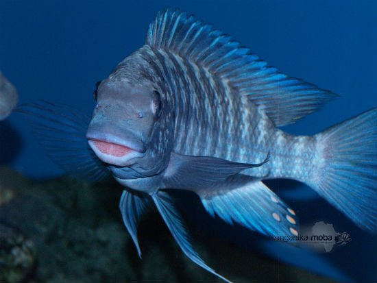 Petrochromis blue giant Fulwe Rock