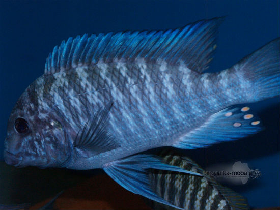 Petrochromis blue giant Fulwe Rock