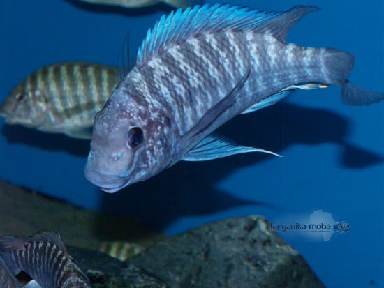 Petrochromis blue giant Fulwe Rock