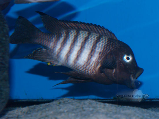 Petrochromis famula Kaiser Nkondwe